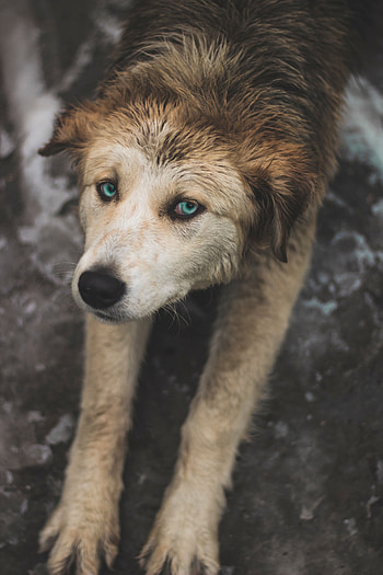 Animals, Dog, Paws, Blue Eyed, Blue-Eyed, Stretch HD phone wallpaper