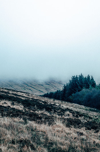 Nature, Grass, Fog, Field, Mainly Cloudy, Overcast HD phone wallpaper