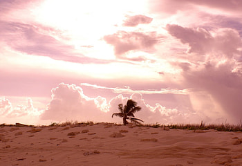 The lone palm, palms, nature HD wallpaper