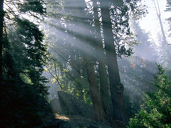 wood's wonder, trees, bushes, sunrays, green HD wallpaper
