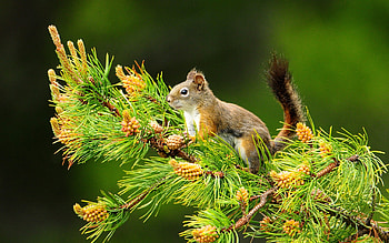 Animals, Squirrel HD wallpaper