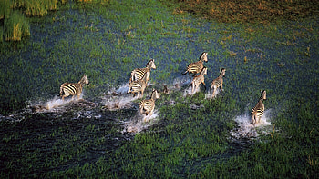 Botswana travel, Okavango Delta, African adventure, Republic of Africa HD wallpaper