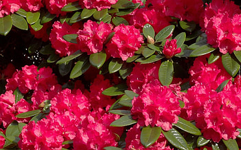 Rhododendrons, plant, flowers, red HD wallpaper