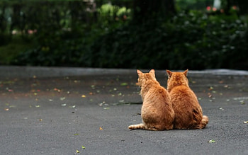 two of a kind, two, orange, kittys HD wallpaper