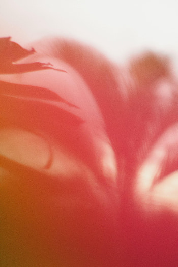 Abstract, Pink, Petals, Pattern, Blur, Smooth, Distortion HD phone wallpaper