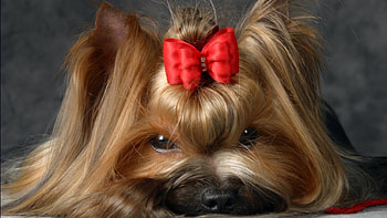 Dog York, smutny, kokarda, york, suczka HD wallpaper
