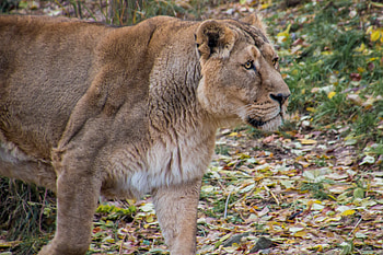 Animals, Young, Lion, Predator, Big Cat, Lioness HD wallpaper