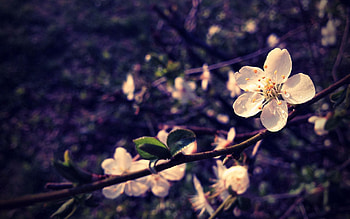 Flowers, Leaves, Macro, Bloom, Flowering, Branch HD wallpaper