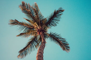 Striking view of a palm tree against a clear blue sky, evoking a tropical paradise. HD wallpaper