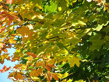 Green maple tree, , Nature, Peakpx HD wallpaper