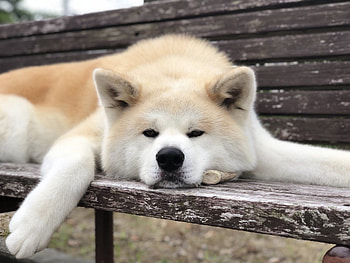 Hokkaido Dog, Akitas, Japanese akita HD wallpaper