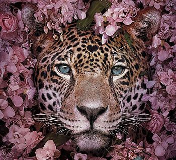 Jaguar, pink, pisici, flower, face, cat, diane ozdamar HD wallpaper