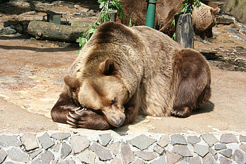 Animals, Lies, Bear, Brown Bear, Reserve HD wallpaper