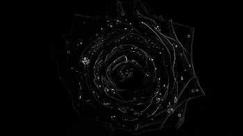 Black Rose HD wallpaper