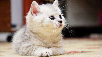 Animals, Cats HD wallpaper