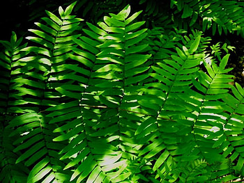 Green Ferns, plant, nature, ferns, field HD wallpaper