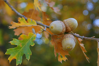 Oak tree, Acorns HD wallpaper