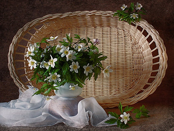 Still Life, white, vase, spring, pretty, petals, nature, flowers, lovely HD wallpaper