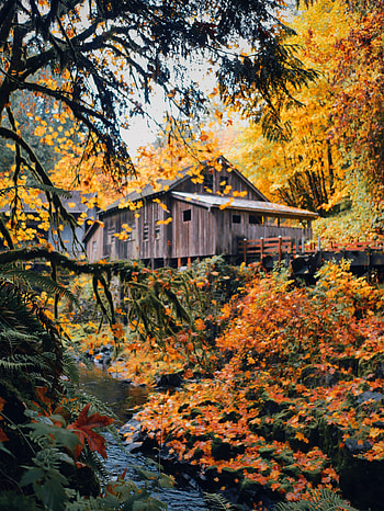 Nature, Autumn, Wood, Wooden, House HD phone wallpaper