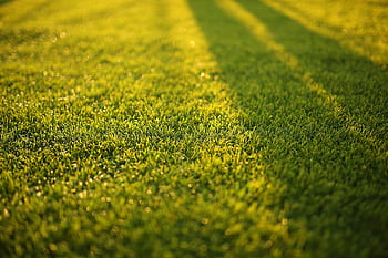 Close-up of vibrant green grass with soft shadows on a sunny day. HD wallpaper