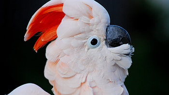 Salmon-crested beauty, Gorgeous cockatoo HD wallpaper