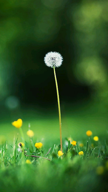 Simple, Green Garden, green, garden HD phone wallpaper