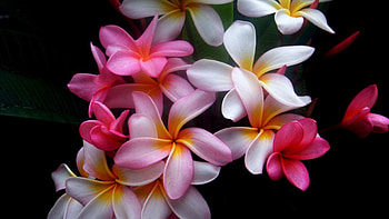 BEAUTY, FLOWERS, NATURE, PLUMERIA HD wallpaper