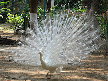 Animals, Feather, Bird, Peacock, Male, Mating Season, Marriage Period HD wallpaper