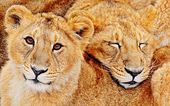 Animals, Lions, Couple, Pair, Family, Embrace HD wallpaper