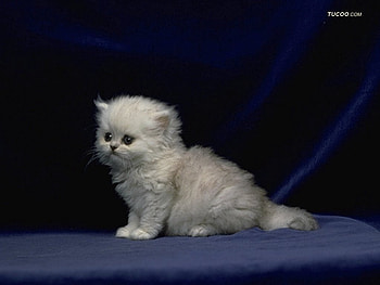 kitten, cats, kitties HD wallpaper