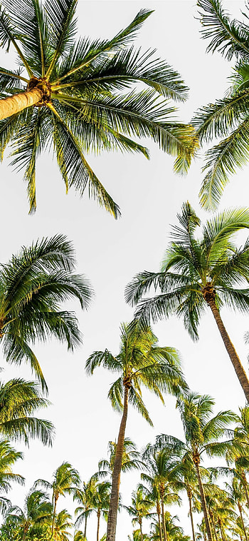 Iconic palm tree, Serene backdrop, Natural elegance, Tropical vibes HD phone wallpaper