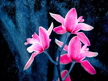 Pink flowers, soft, beautiful, nice, still life, pink, delicate, pretty, flowers, lovely HD wallpaper