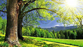 Beautiful summer sunshine, Vibrant , Sunny landscapes, Nature's warmth HD wallpaper