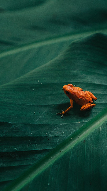 frog , Frog backgrounds, collection, Nature-themed HD phone wallpaper