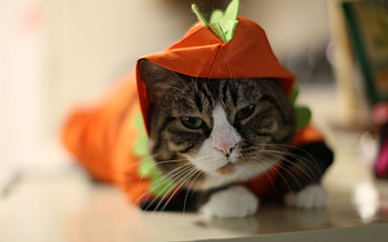Animals, Cats HD wallpaper