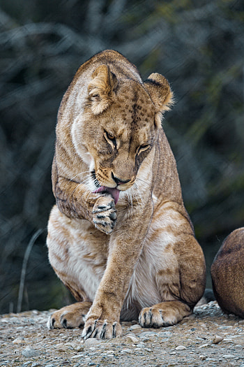 Animals, Predator, Big Cat, Lioness, Protruding Tongue, Tongue Stuck Out HD phone wallpaper