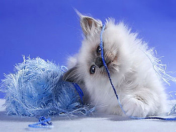 Blue world, blue, kitten, sweet, kitty, cute, cat, fluffy, playing, world, adorable HD wallpaper