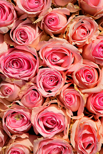 Flowers, Roses, Pink, Romance, Tenderness HD phone wallpaper