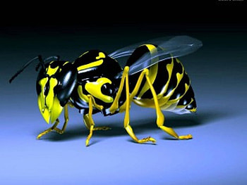 bumble-bee, 3d and cg, abstract HD wallpaper