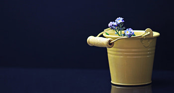 Flowers, Miscellanea, Miscellaneous, Decorative, Bucket HD wallpaper