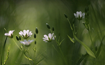 Flowers, Grass, Macro, Blur, Smooth HD wallpaper