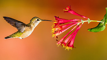 Hummingbird, HQ HD wallpaper