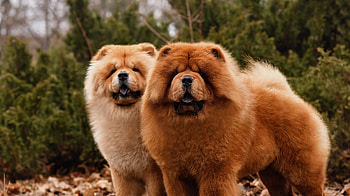 Chow Chow, Train, Feed, Care HD wallpaper