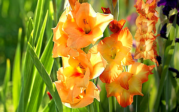 Sword Lilies, Flowers, Nature, pretty, Lilies HD wallpaper