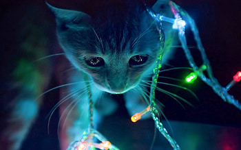 Animals, Shine, Light, Cat, Muzzle, Garland, Garlands HD wallpaper