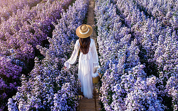 Lady in the Garden, garden, flowers, lady, graphy HD wallpaper