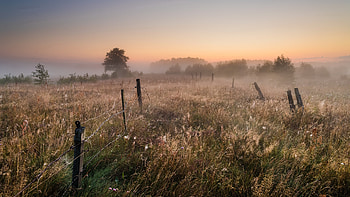 Field, mist, nature, morning HD wallpaper