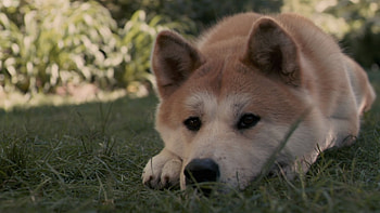 Hachi: A Dog's Tale, Heart-warming story, Loyal companion, Emotional journey HD wallpaper
