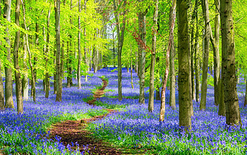 Forest, green, path, blue, flower, nature, spring HD wallpaper