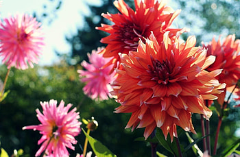 Flowers, Shine, Light, Blur, Smooth, Flower Bed, Flowerbed, Dahlias HD wallpaper